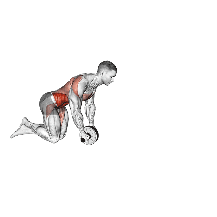 Ab Wheel Rollout exercise animation