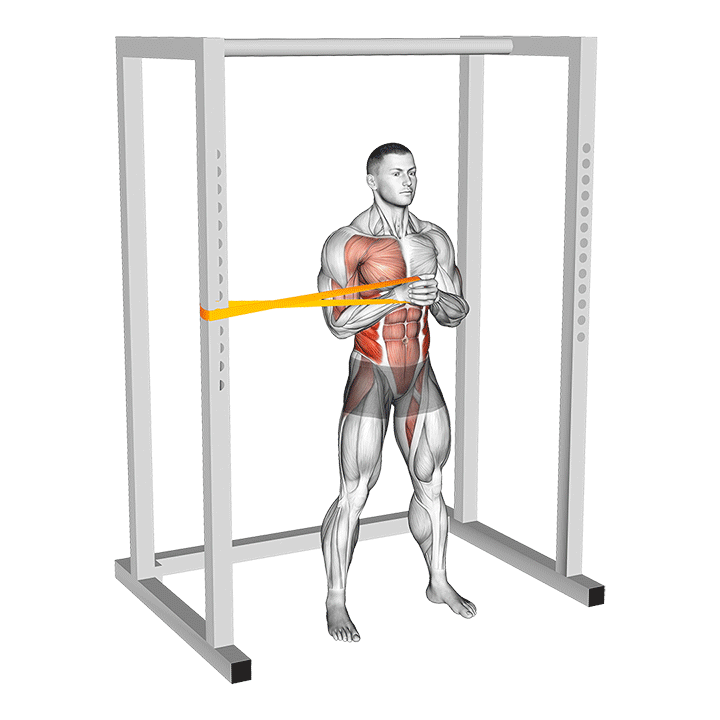 Band Pallof Press exercise animation