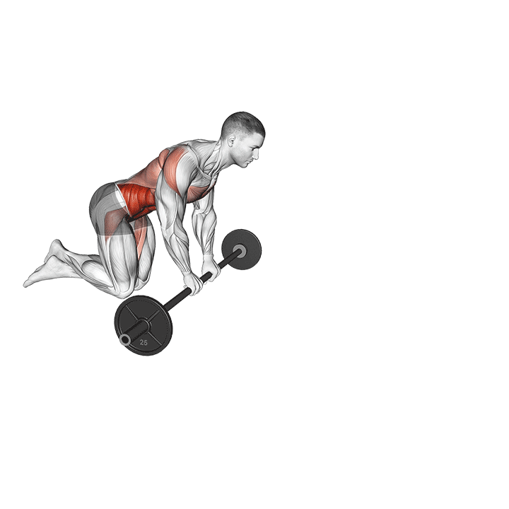 Barbell Rollout - Kneeling exercise animation