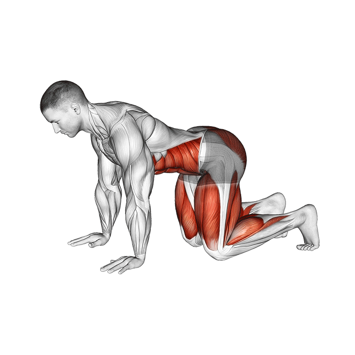 Bear Plank exercise animation