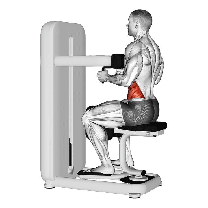 Seated Machine Trunk Rotation exercise animation