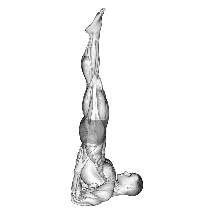 Shoulderstand Pose exercise animation
