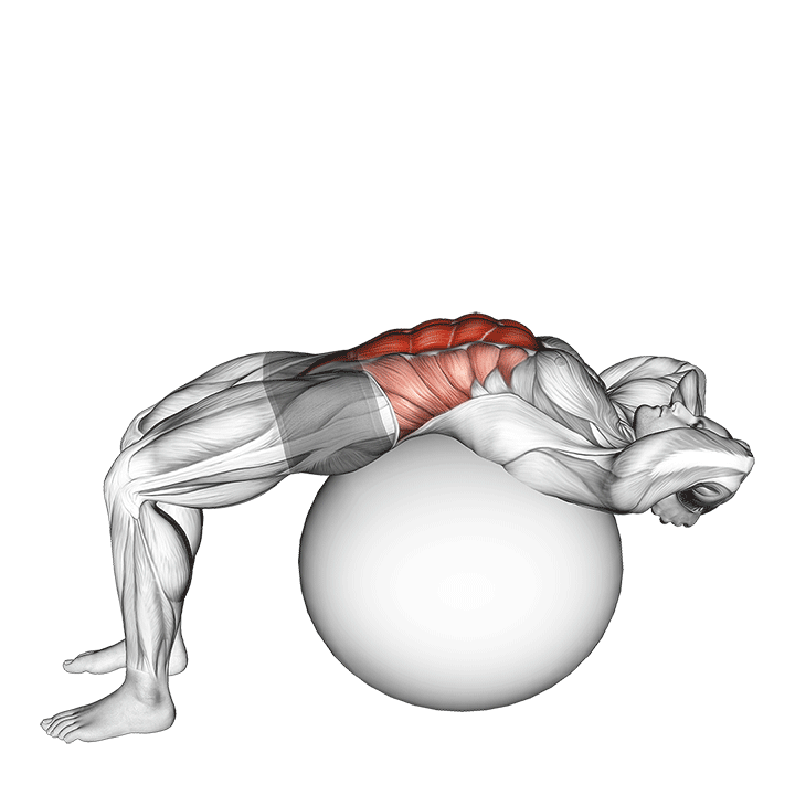 Stability Ball Crunch exercise animation
