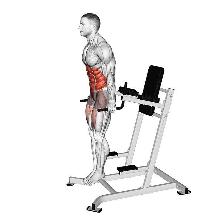 Straight Leg Raise on Dip Bars exercise animation