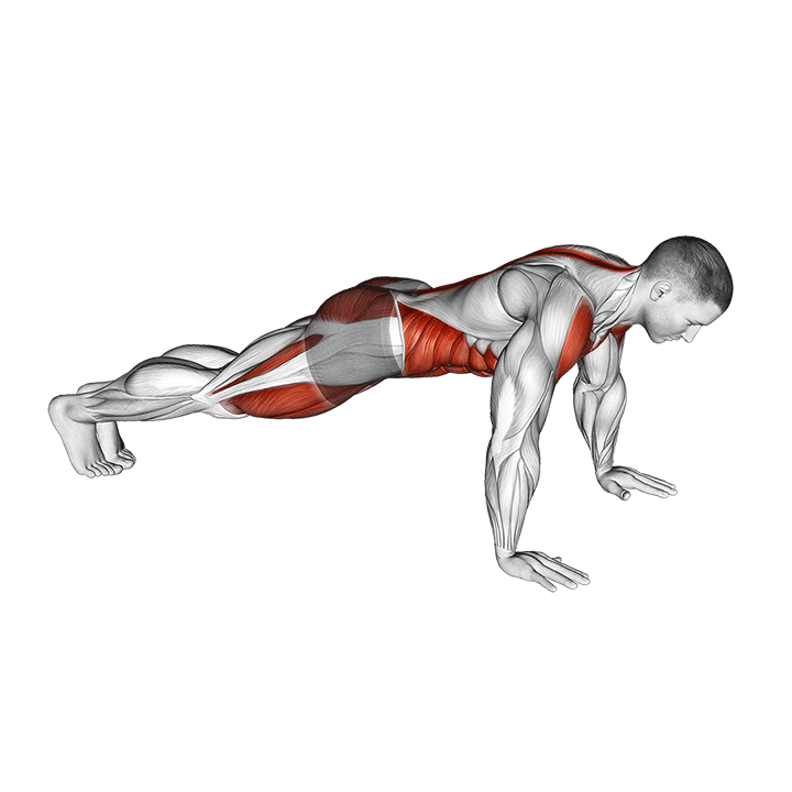 Toe Touches exercise animation