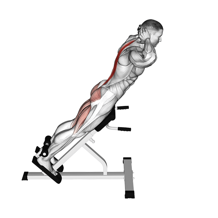 Back Extension exercise animation
