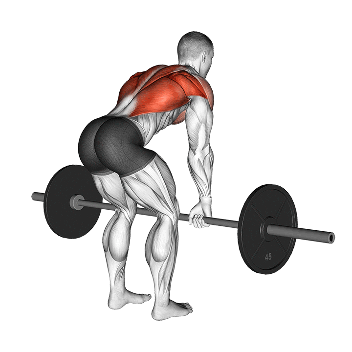 Barbell Bent Over Row exercise animation