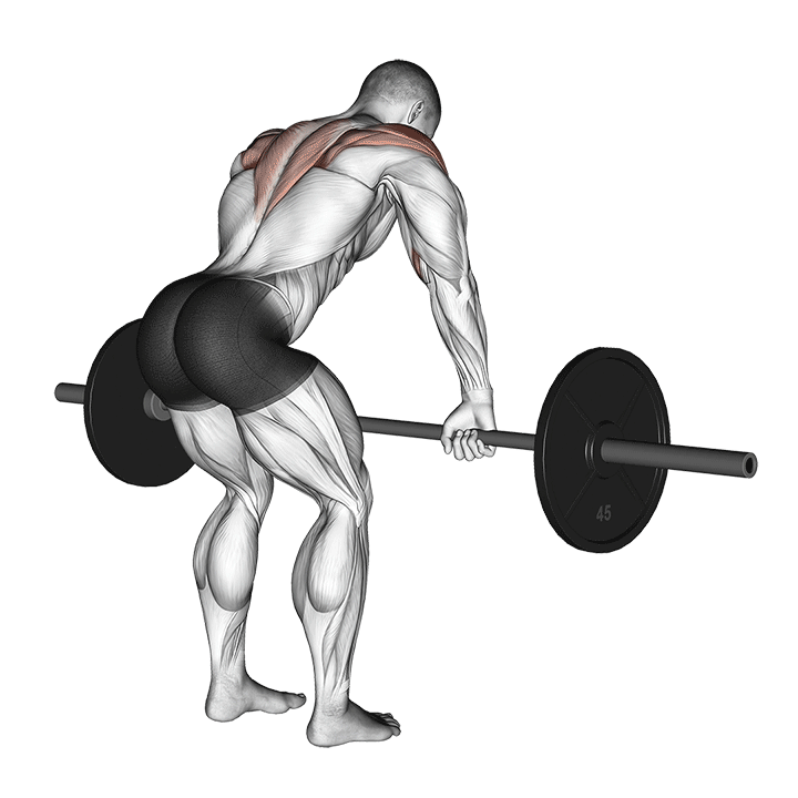 Barbell Rear Delt Row exercise animation