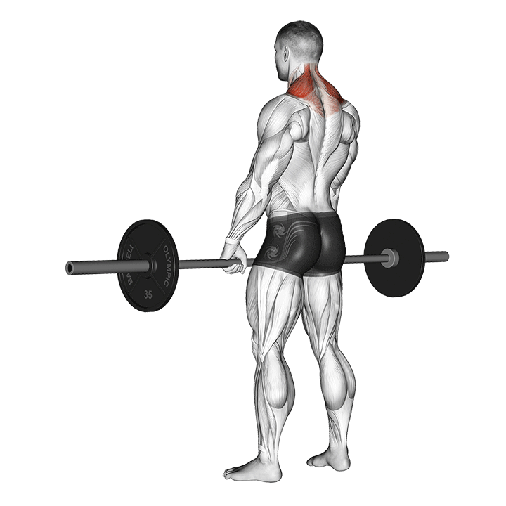 Barbell Shoulder Shrug exercise animation