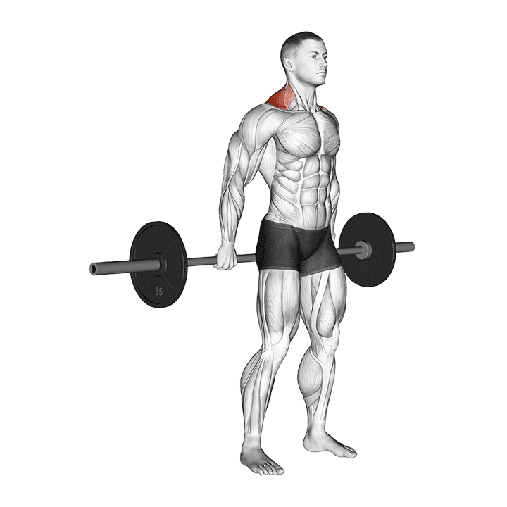 Barbell Shrug Behind The Back exercise animation