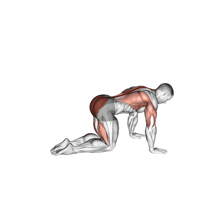 Bird Dog exercise animation