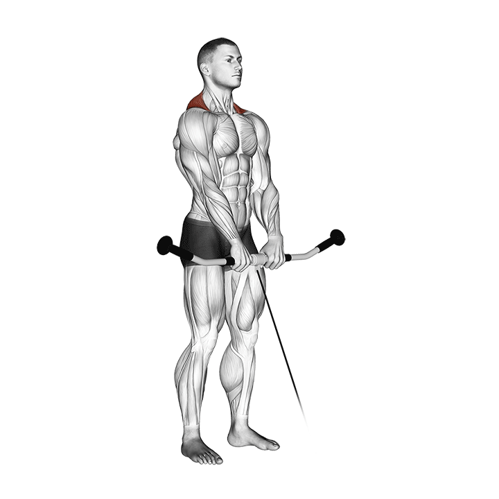 Cable Shrug exercise animation
