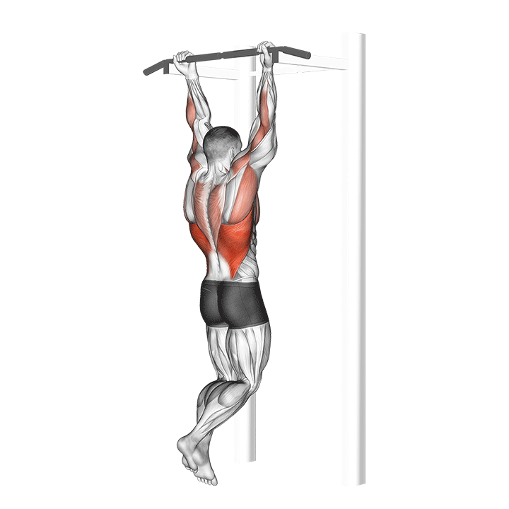 Chin-Up exercise animation