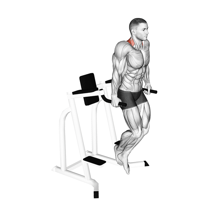 Dip Shrugs exercise animation