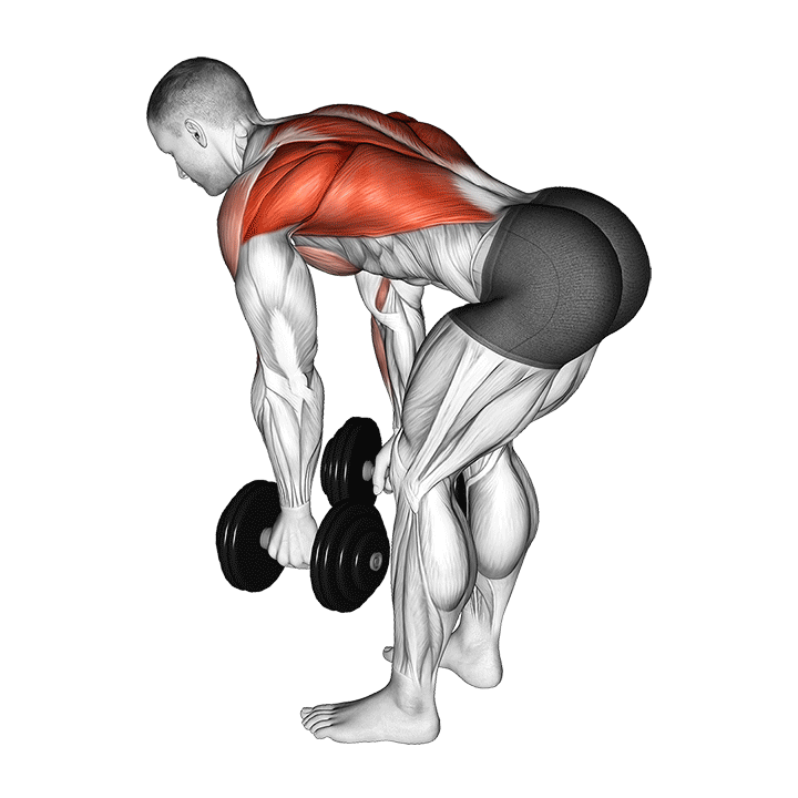 Double Dumbbell Bent Over Row exercise animation