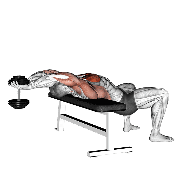 Dumbbell Lat Pullover exercise animation