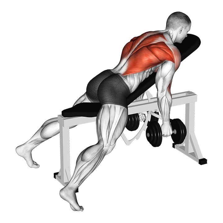 Dumbbell Neutral Grip Incline Bench Row exercise animation
