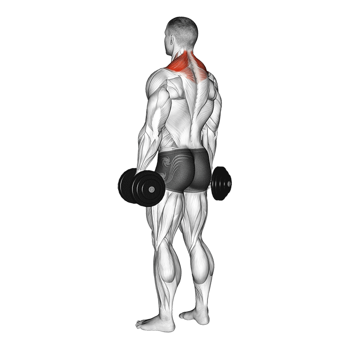 Dumbbell Shoulder Shrugs exercise animation