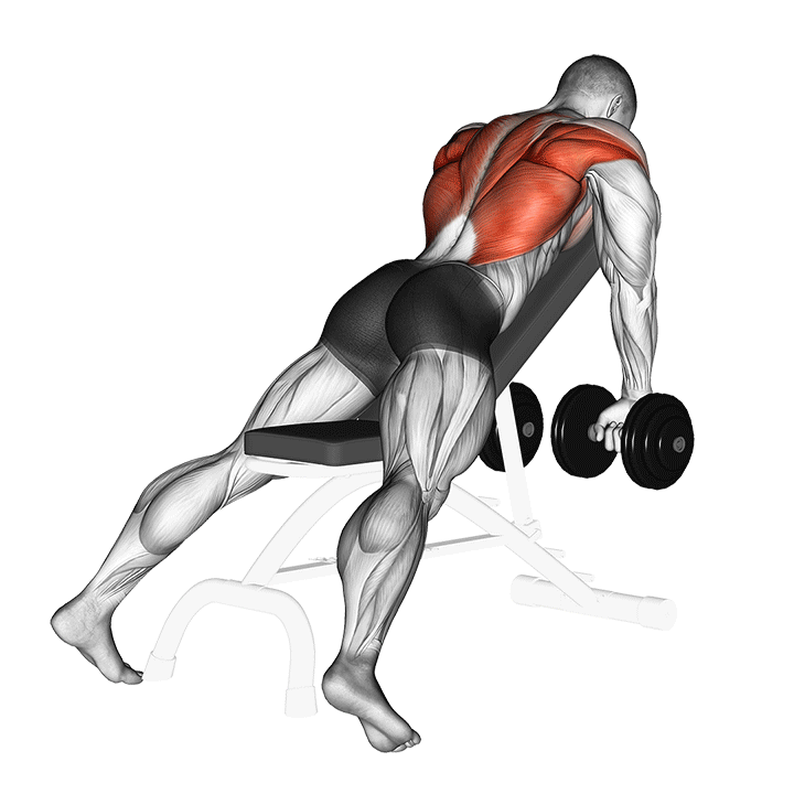 Incline Bench Dumbbell Wide Row exercise animation