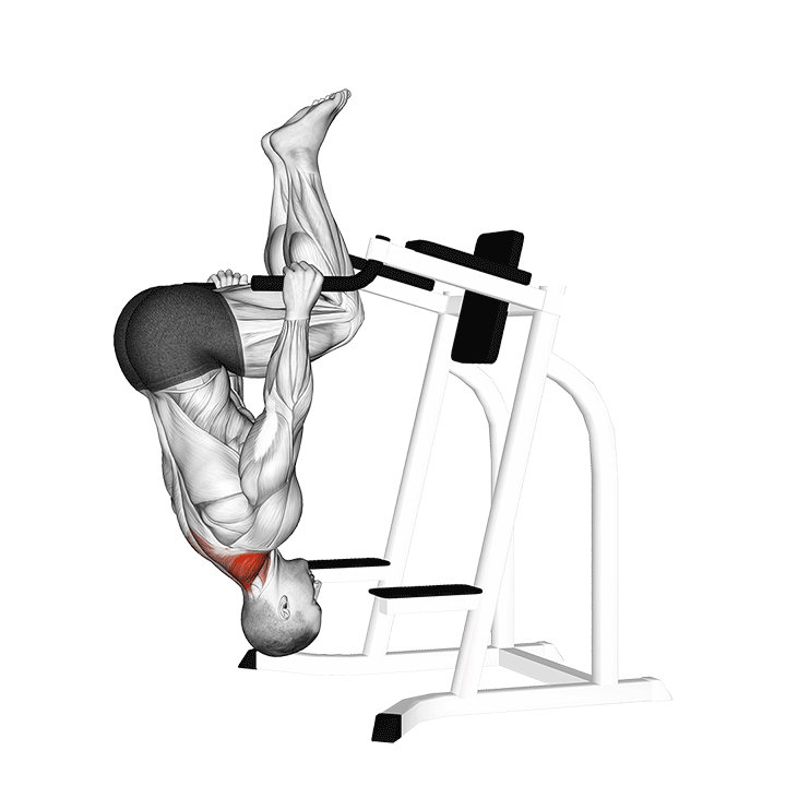 Inverted Shrug exercise animation