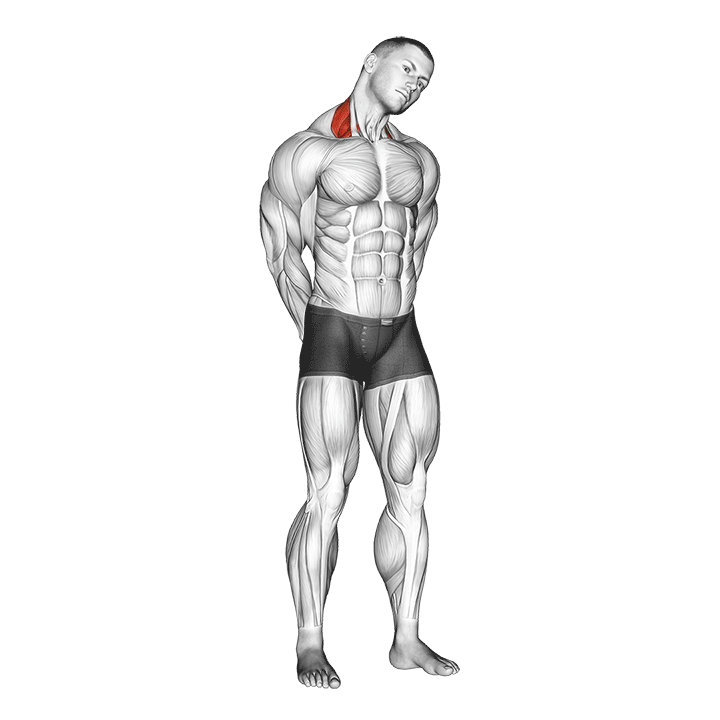 Neck Side Stretch exercise animation