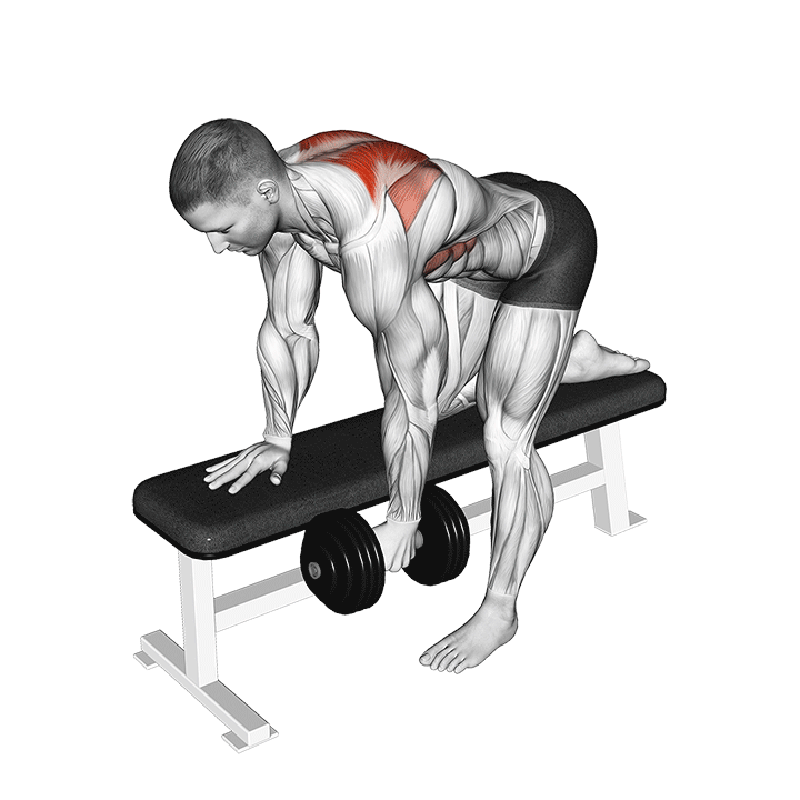One-Arm Dumbbell Bent Over Scapula Row exercise animation