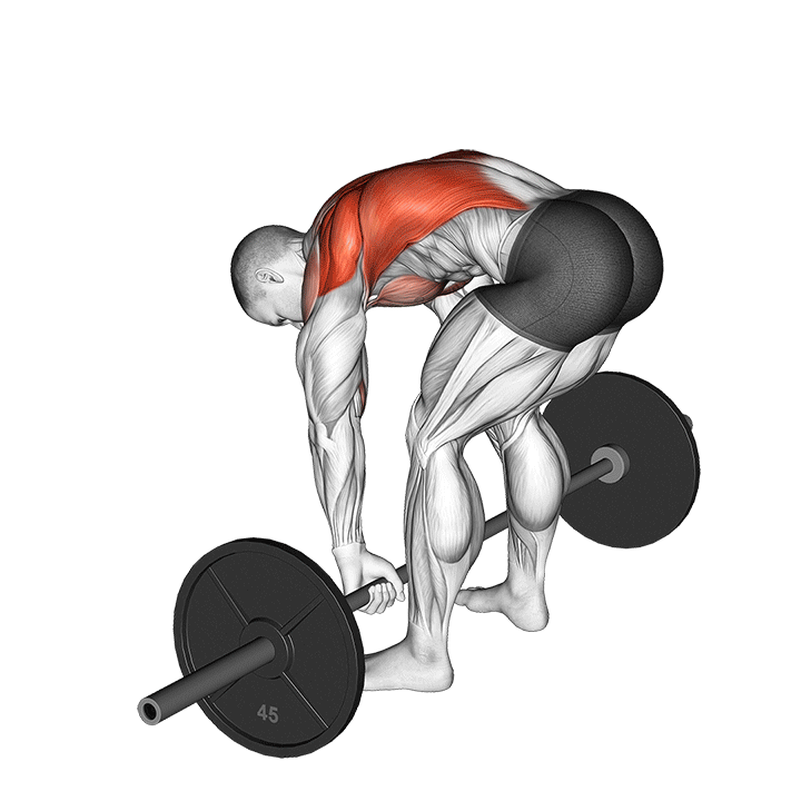 Pendlay Row exercise animation