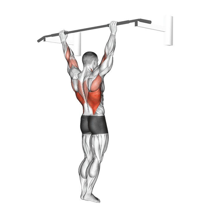 Pull-Up Wide Grip exercise animation