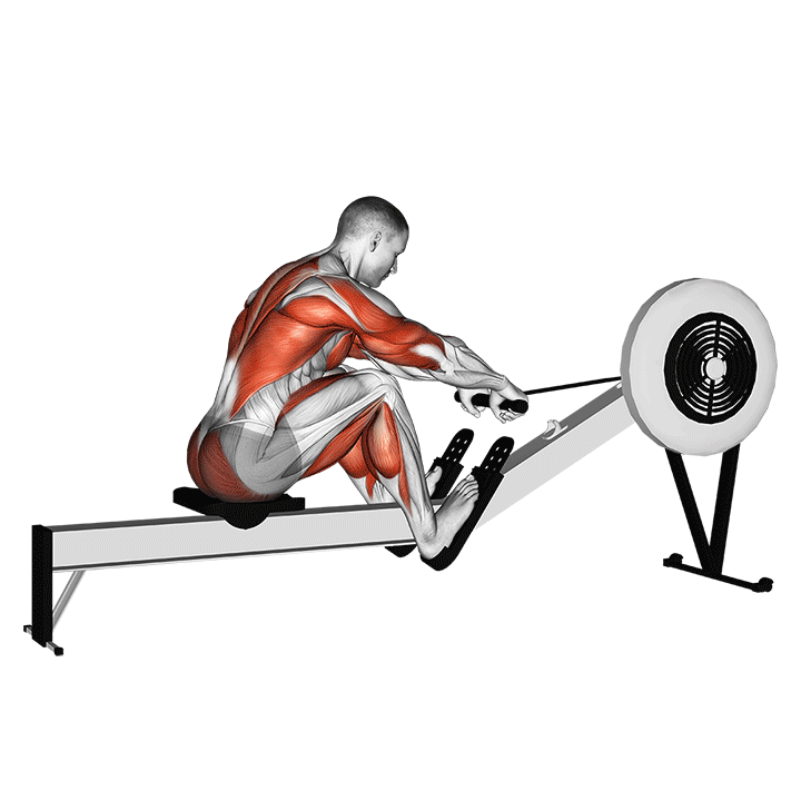 Rowing Machine exercise animation