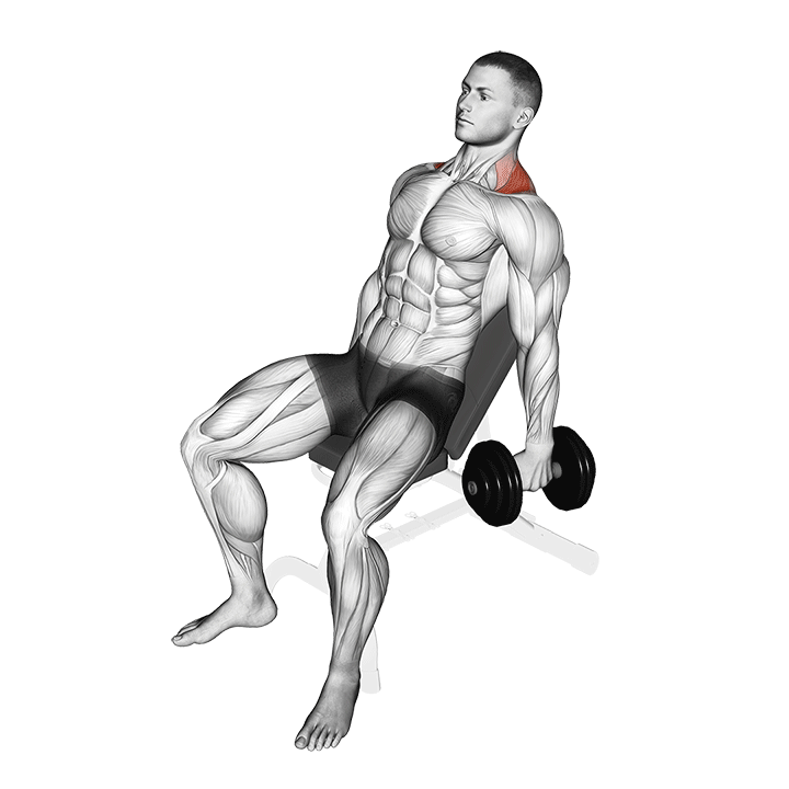 Seated Dumbbell Shrugs exercise animation