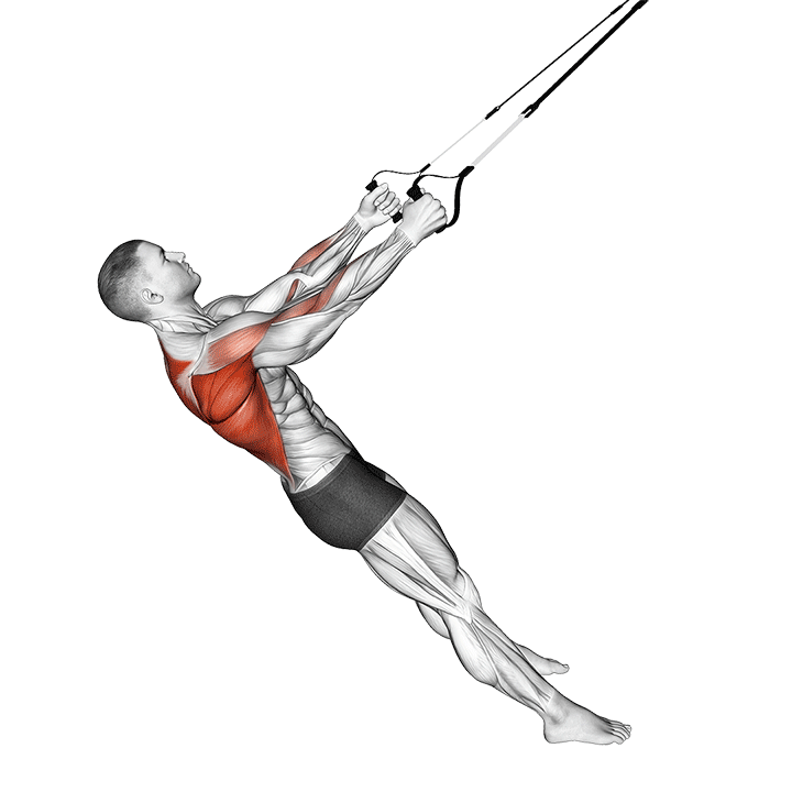 Suspension Row exercise animation
