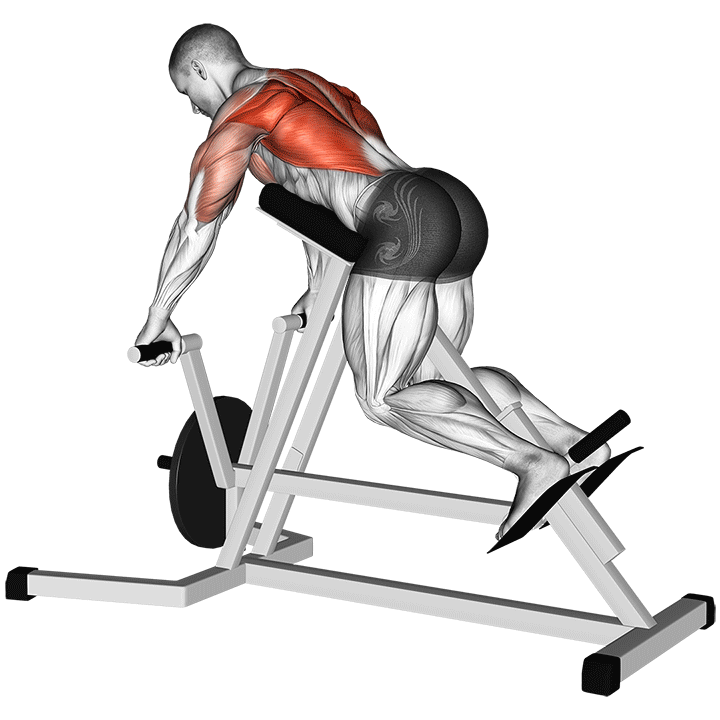 T-Bar Chest Suported Row exercise animation