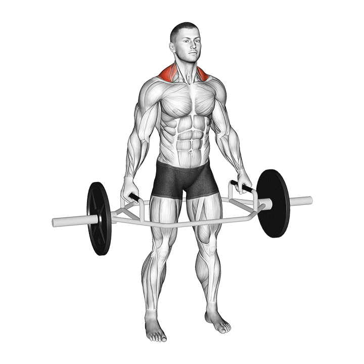 Trap Bar Shrugs exercise animation