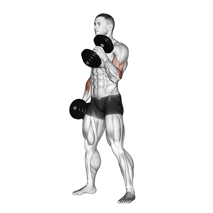 Alternate Dumbbell Hammer Curl exercise animation
