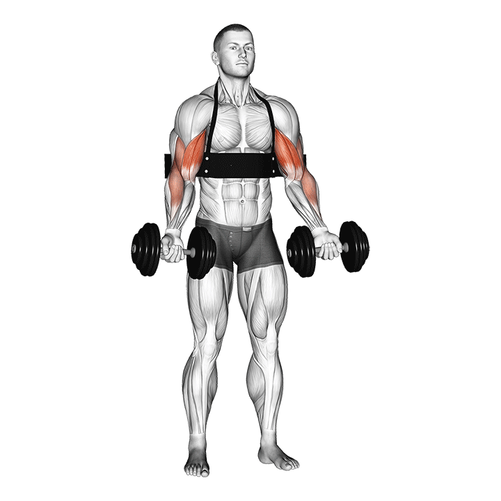 Arm Blaster Biceps Dumbbell Curl exercise animation