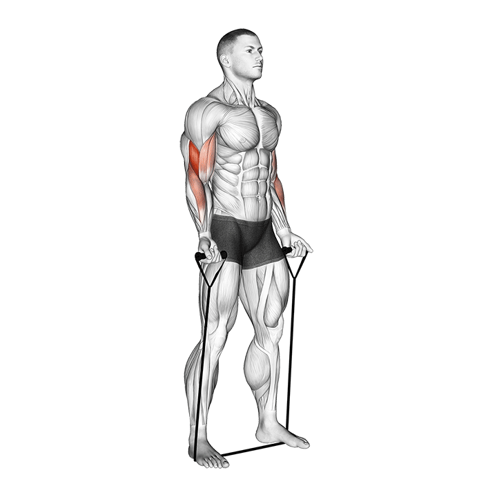 Band Biceps Curl exercise animation