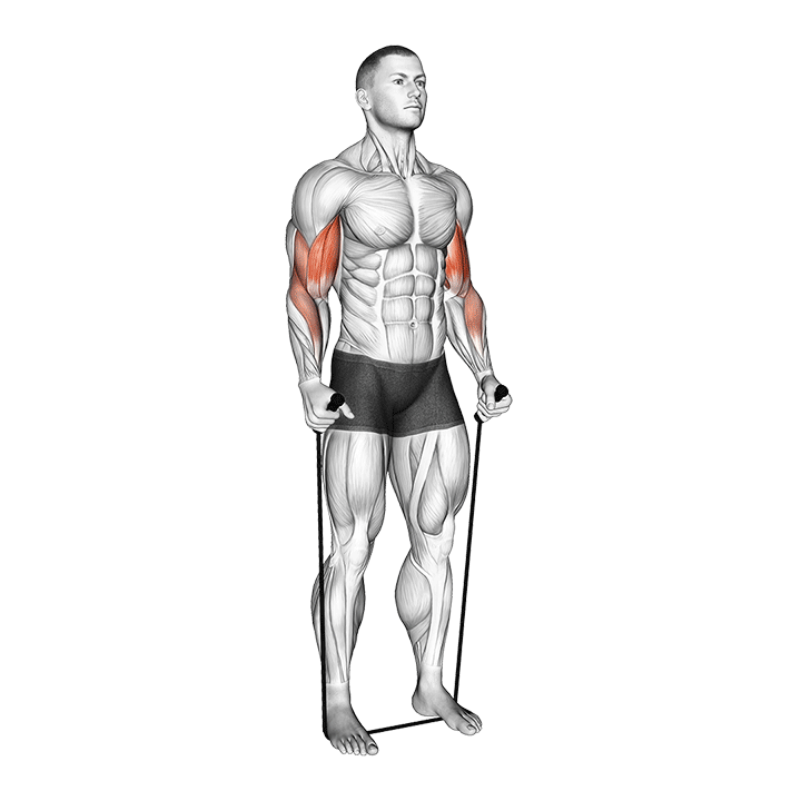 Band Hammer Curl exercise animation