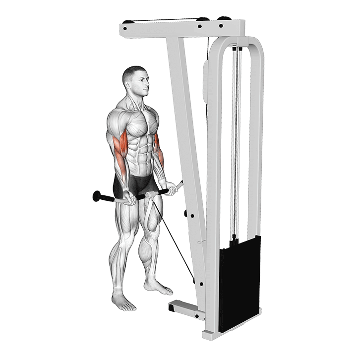 Bar Cable Biceps Curl exercise animation