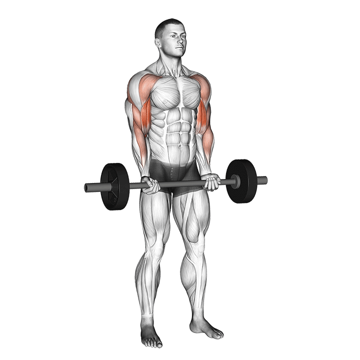 Barbell Drag Curl exercise animation