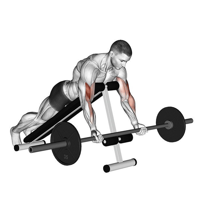 Barbell Prone Incline Curl exercise animation