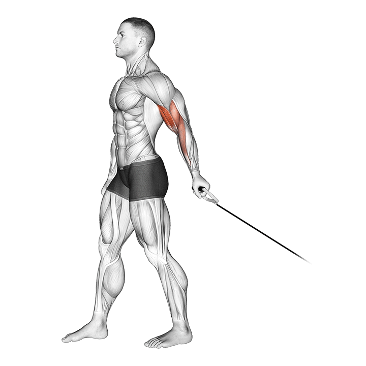 Bayesian Cable Curl exercise animation