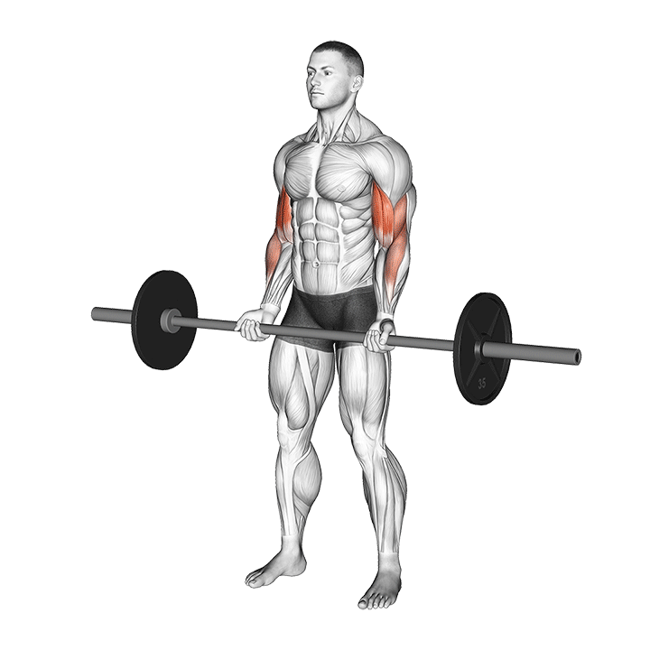 Biceps Barbell Curl exercise animation