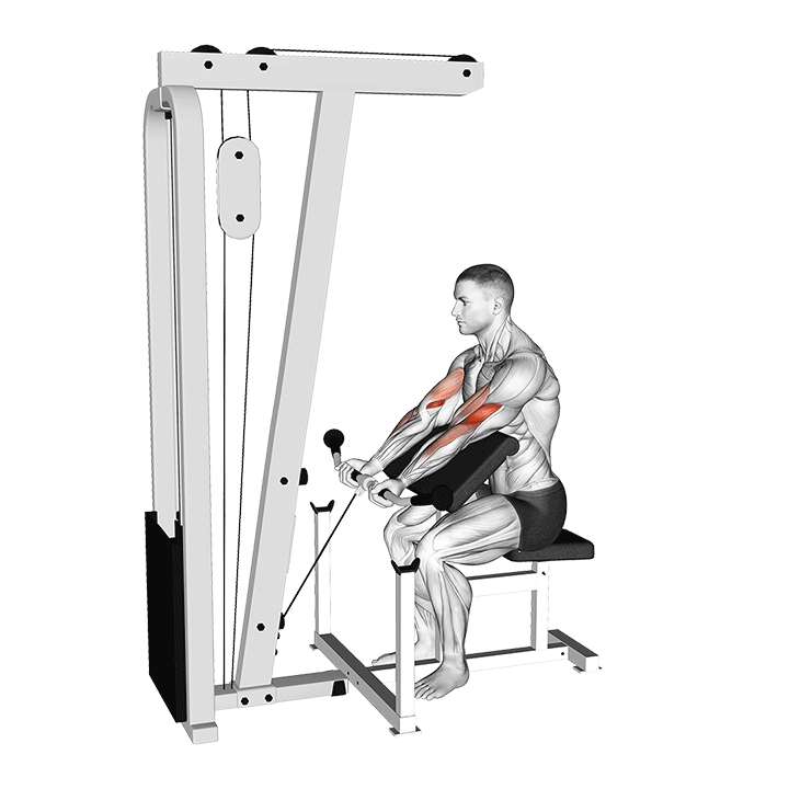 Cable Preacher Curl exercise animation