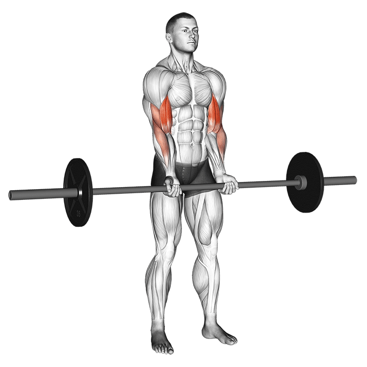 Close Grip Biceps Curl exercise animation