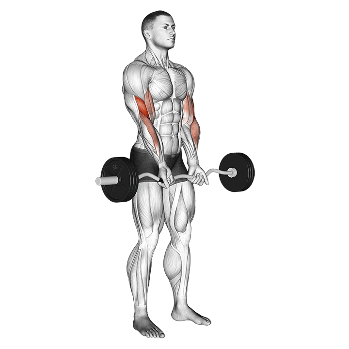 Close-grip EZ Bar Curl exercise animation