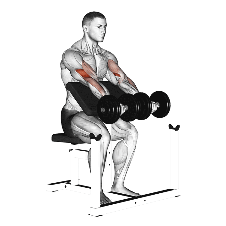 Double Dumbbell Preacher Curl exercise animation