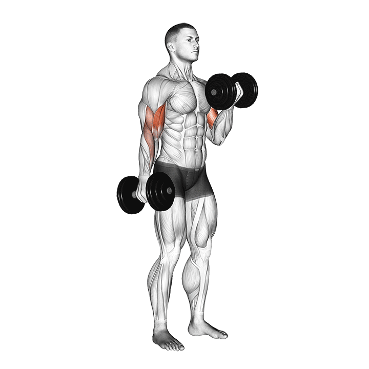 Dumbbell Alternate Supinated Curl exercise animation