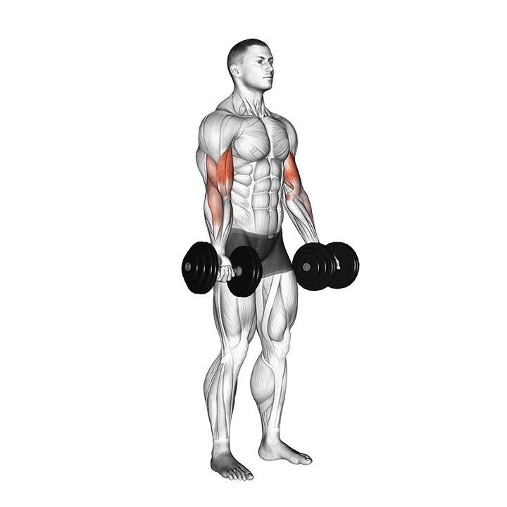Dumbbell Biceps Curl exercise animation