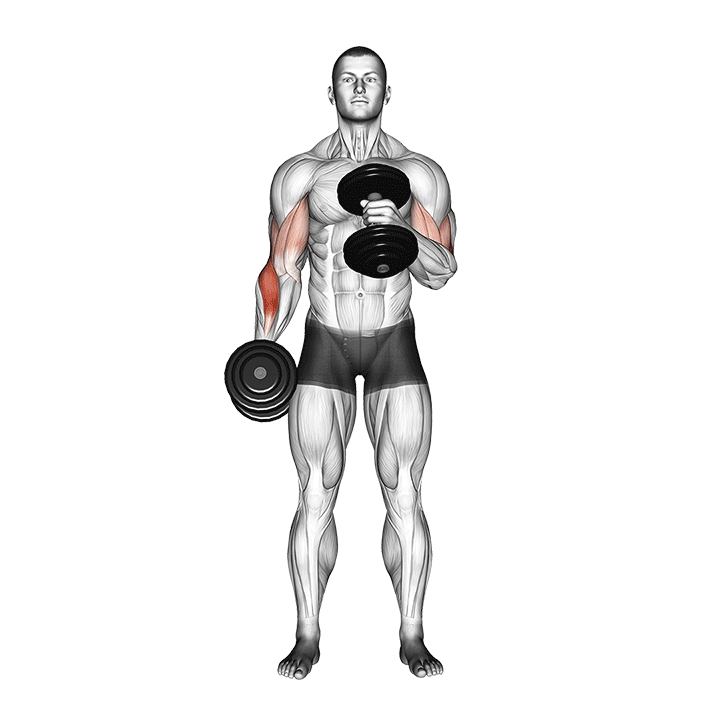 Dumbbell Cross Body Hammer Curl exercise animation