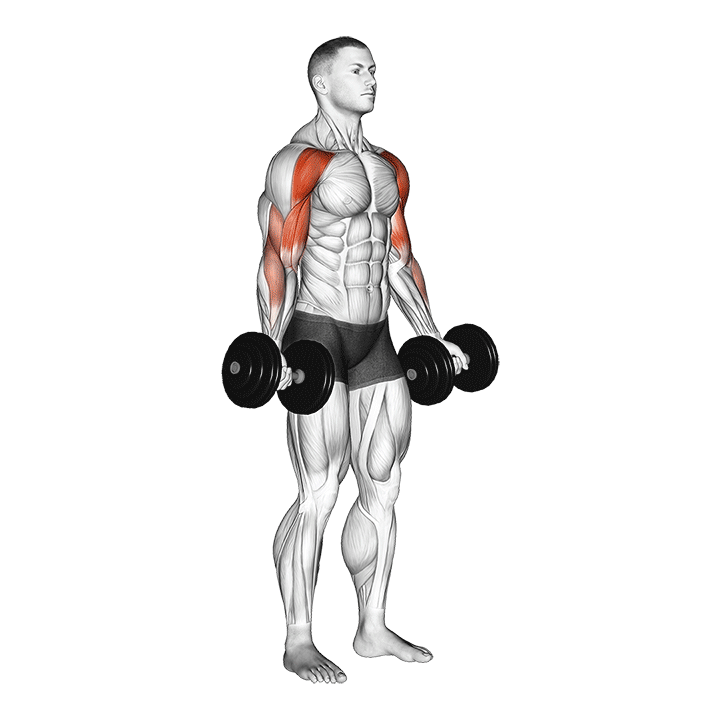 Dumbbell Drag Curl exercise animation